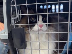 -瑞派康怡24h宠物医院·犬猫医疗中心·微创绝育(瑞景分院)
