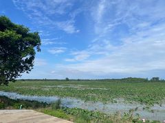 -泗洪洪泽湖湿地景区