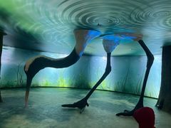 -盐城丹顶鹤湿地生态旅游区