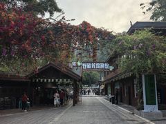 -野象谷景区