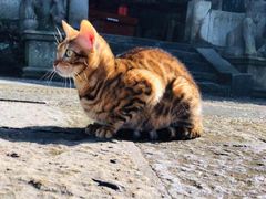 -上海西上海奥杰奥迪汽车销售有限公司(真如店)