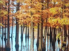 -白鹭湾湿地公园