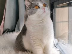 -糯米喵星人总部直营旗舰店·猫舍·幼猫出售