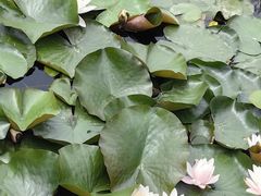 -沈阳植物园