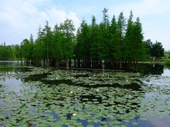 -白鹭湾湿地公园