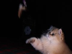 -贝康宠物医院·犬猫全科·小动物特色诊疗中心(东环路店)