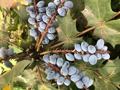 -武汉紫薇都市田园