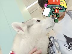 -怪兽屋·羊驼·猫咖·狗咖(俊华广场店)