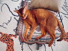 -猫大福·Fortune Cat猫舍(百子湾店)