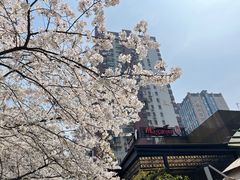 -玛格萝妮比萨屋(四平店)