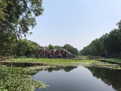 -微山湖红荷湿地景区