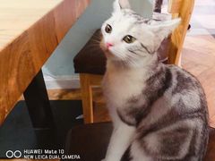 -猫小院猫主题餐厅(三里屯店)