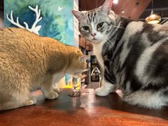 -咖法森林·咖啡  酒吧(天河店)