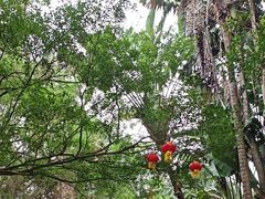 -海南热带野生动植物园