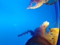 -太平洋海底世界