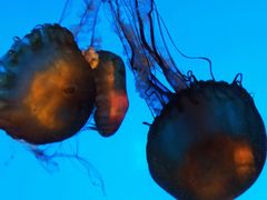 -太平洋海底世界