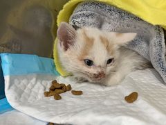 -荔康动物医院(康王北路店)