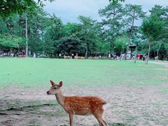 -奈良公园
