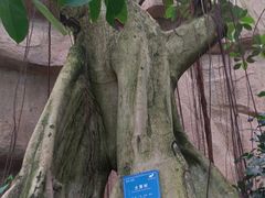 -南山植物园