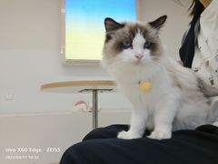 -怪兽屋·羊驼·猫咖·狗咖(俊华广场店)