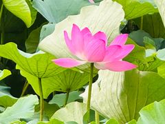 -莲池书院博物馆