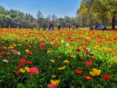 -上海共青森林公园