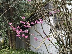 -杭州植物园