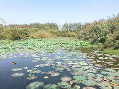 -溱湖国家湿地公园