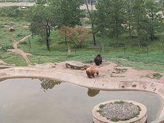 -青藏高原野生动物园