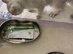 -瑞鹏宠物医院·爱宠堂·骨外专科(西荷分院)