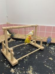-Moni星球萌宠·小马宝莉·灵蛇·高端高阶全萌宠互动体验俱乐部(红豆国际广场店)