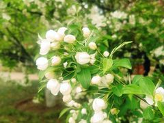 -海棠花溪(元大都城垣遗址公园)