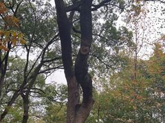 -上海佘山国家森林公园天马山园