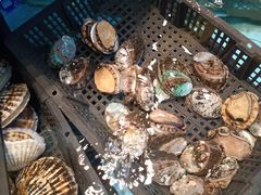 -怀德酒楼·粤菜·海鲜·茶点(宝安国际机场店)
