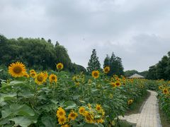 -同里国家湿地公园