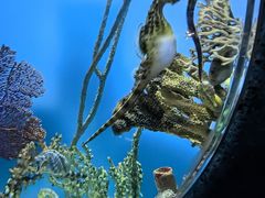 -瑞普利水族馆