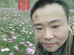 -天适樱花悠乐园