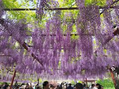 -嘉定紫藤园