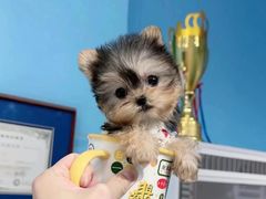 -萌宠之家·腊肠犬·马尔泰·小体犬舍
