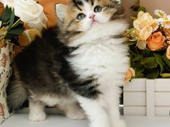 -小猫来了·猫舍(红山六九七九店)