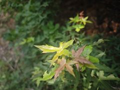 -白玉山景区