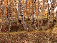-乌兰布统景区-白桦林