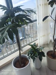 -HEYAN荷妍专业脱毛连锁机构