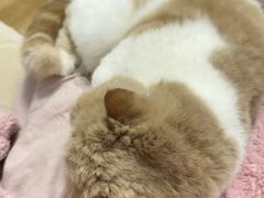 -美联众合动物医院·24h转诊中心
