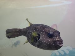 -烟台海昌鲸鲨海洋公园