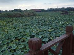 -荷塘月色湿地公园·向阳花洲