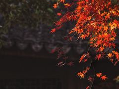 -秋霞圃