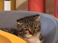 -平行世界·猫咖(首经贸店)