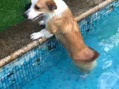 -汪说喵讲宠物乐园宠物酒店(红星美凯龙店)