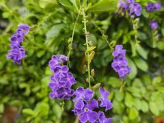 -桂林市花鸟市场